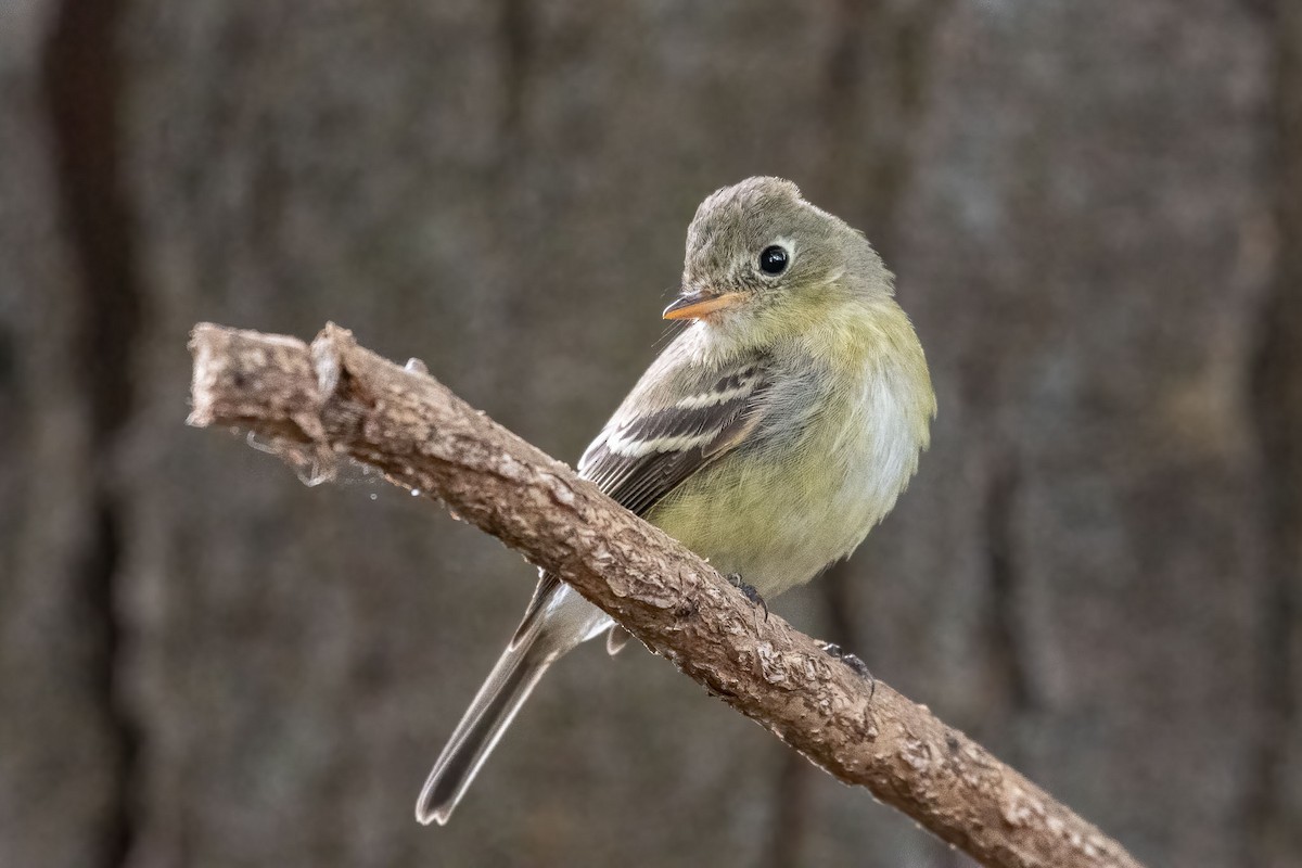 Western Flycatcher - ML277834511