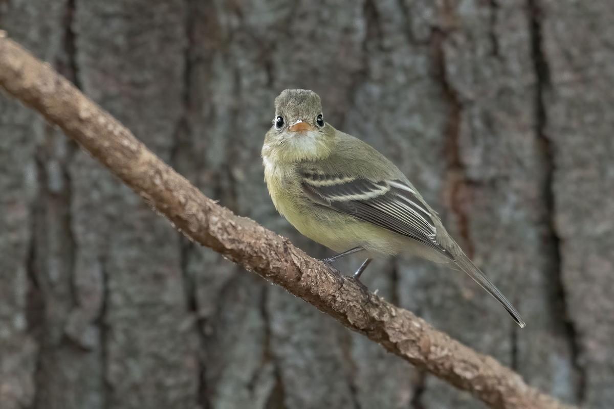 Western Flycatcher - ML277834581