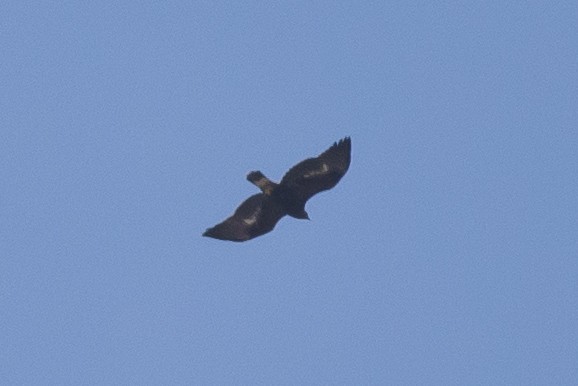 Golden Eagle - Jean-Sébastien Mayer