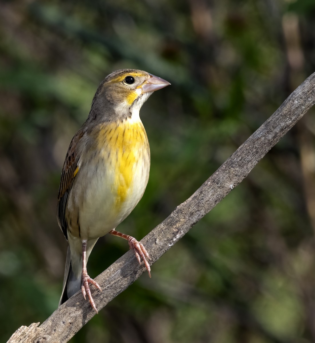 Dickcissel - ML277838111