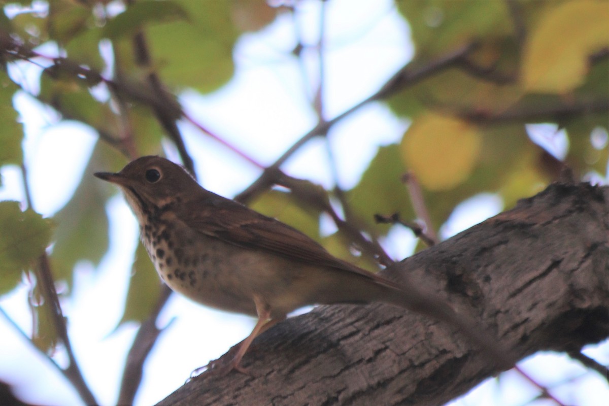 Hermit Thrush - ML277839851