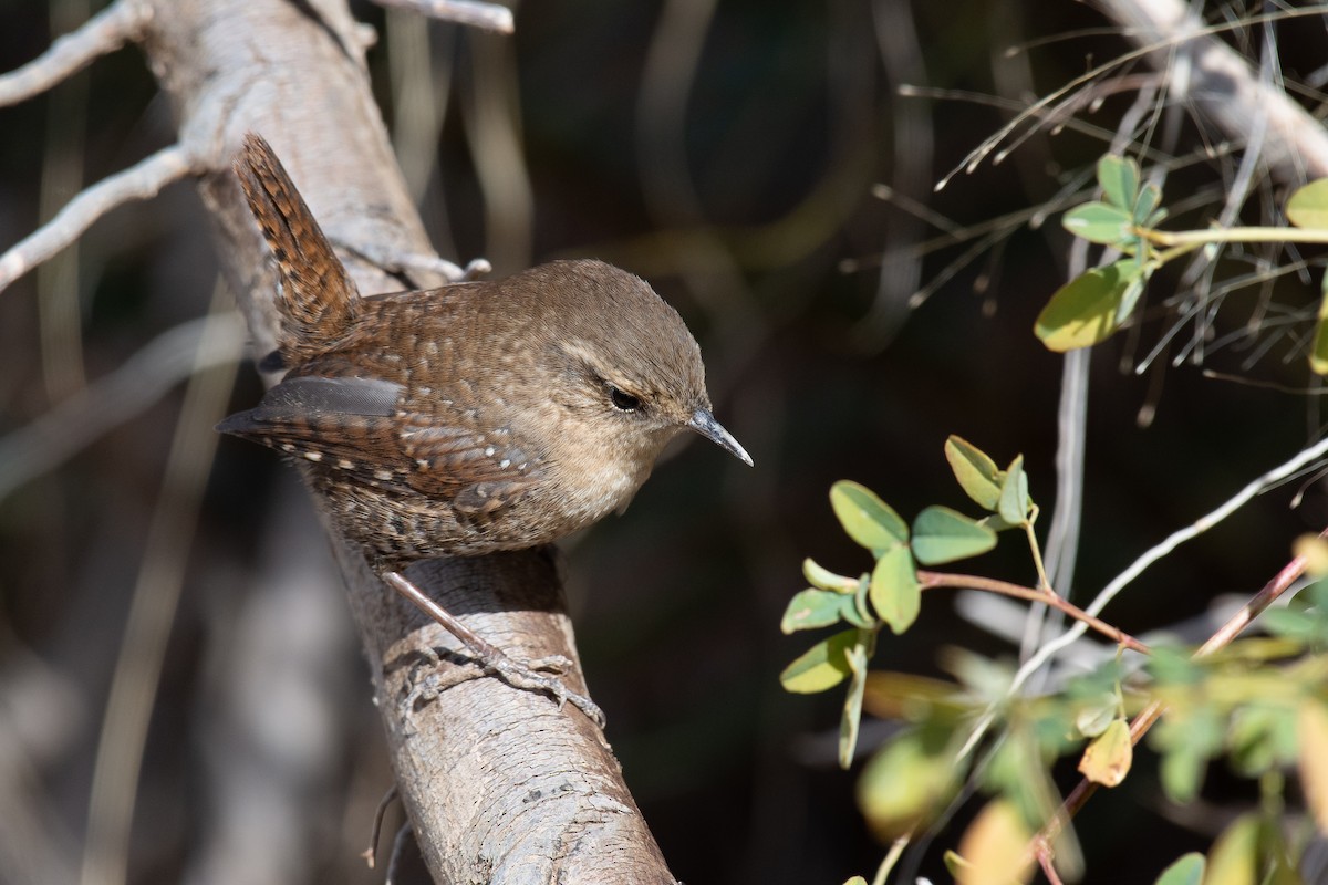eBird Checklist - 6 Nov 2020 - Rio Grande Nature Center SP - 58 species
