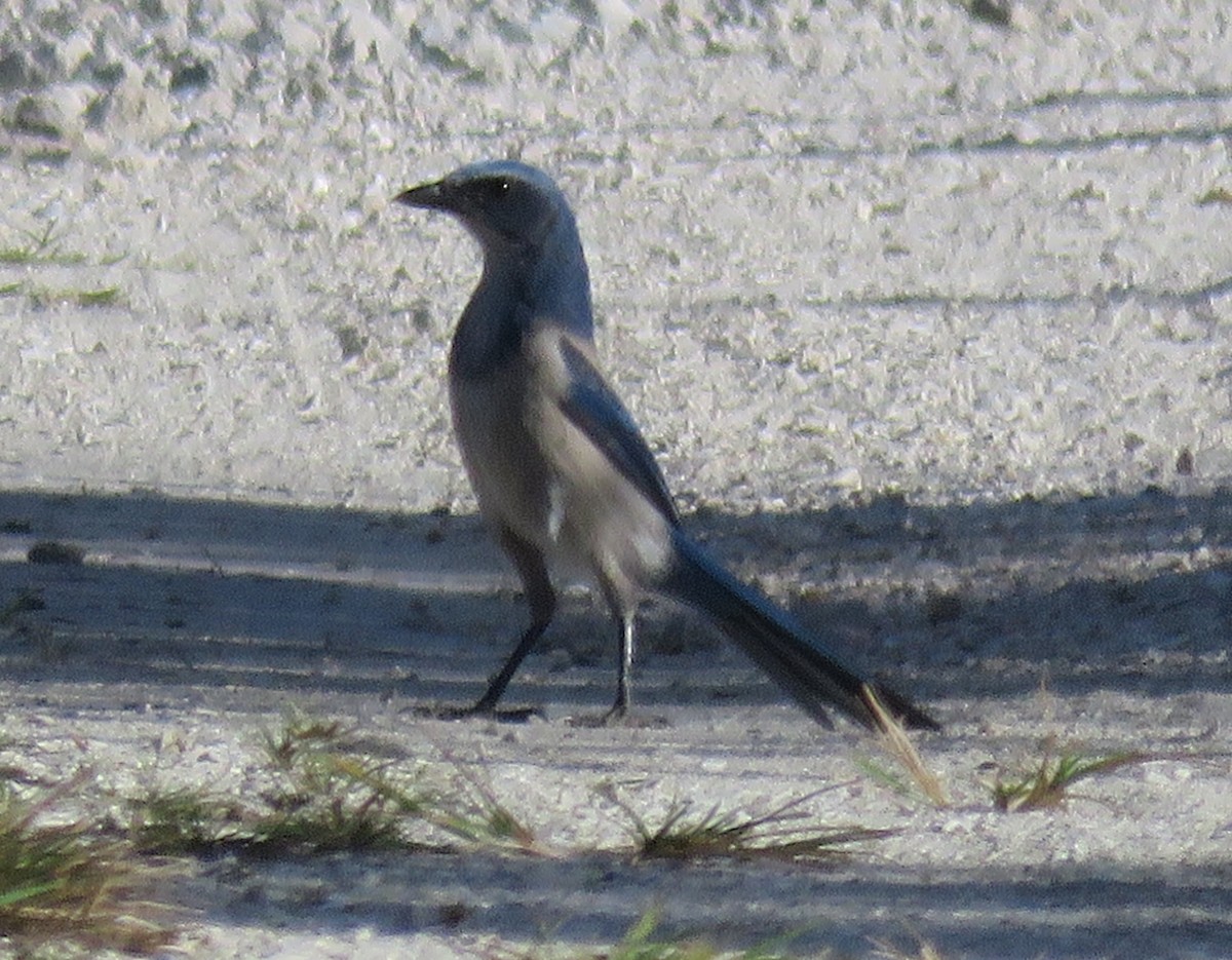 Florida Scrub-Jay - ML277842871