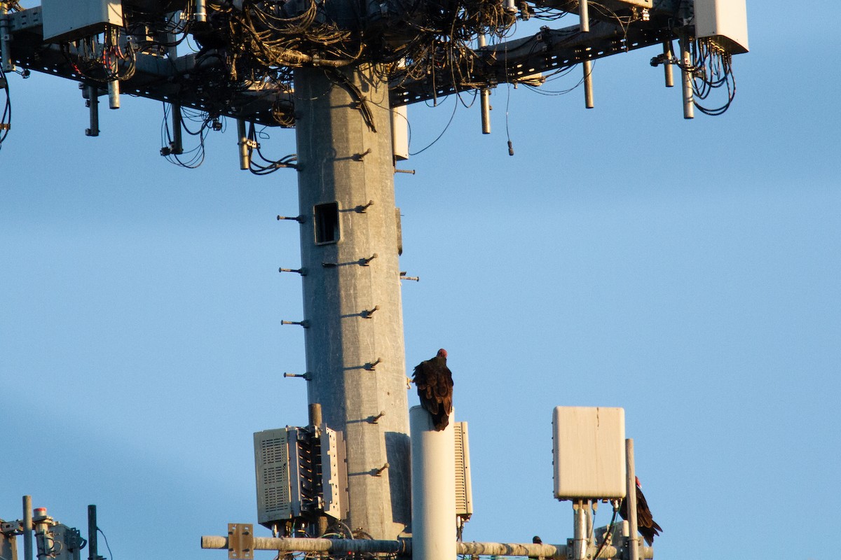 Turkey Vulture - ML277842881