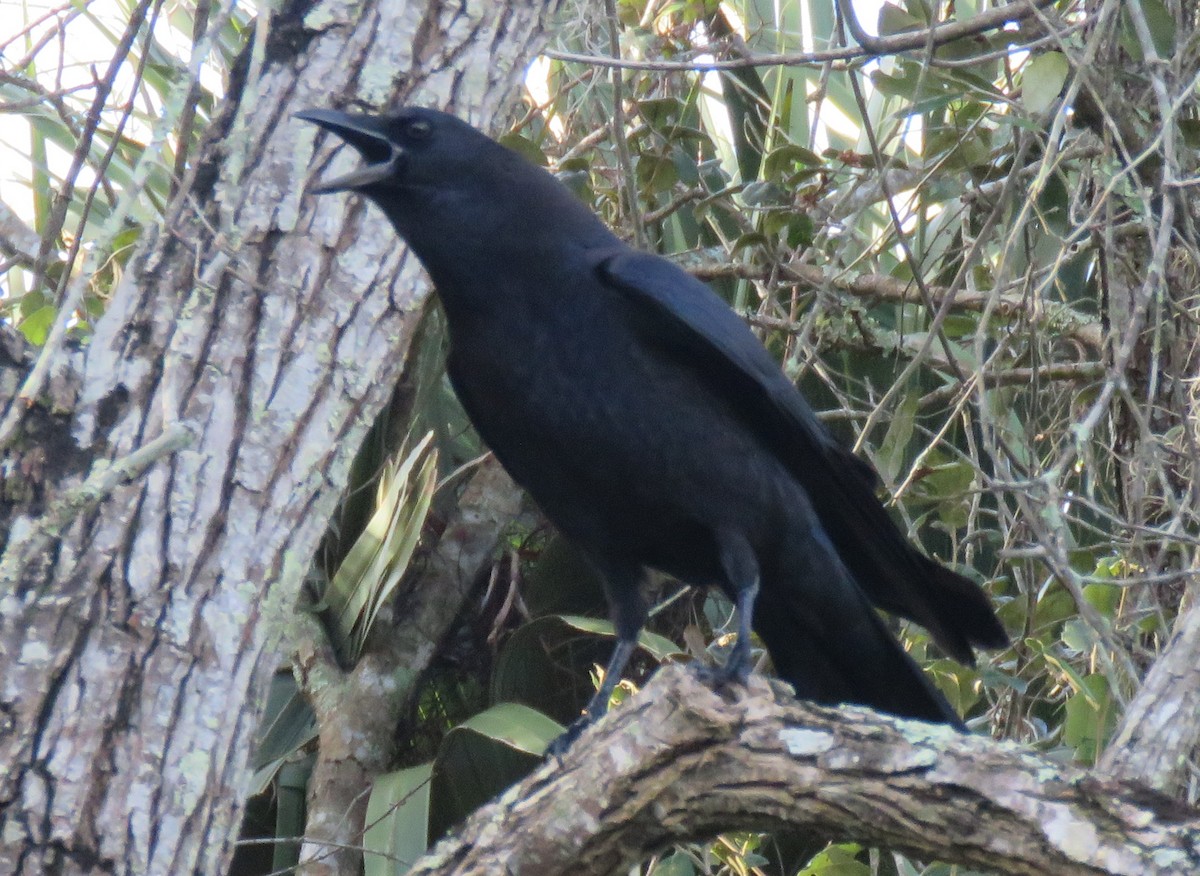 American Crow - ML277842921