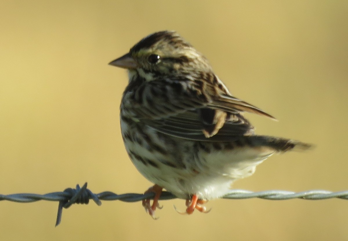 Savannah Sparrow - ML277842951