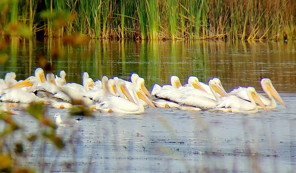 American White Pelican - ML277845741
