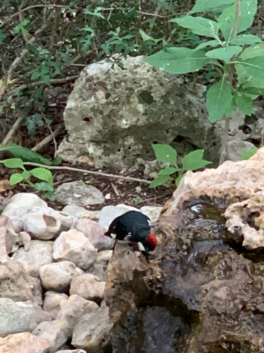 Acorn Woodpecker - ML277846331