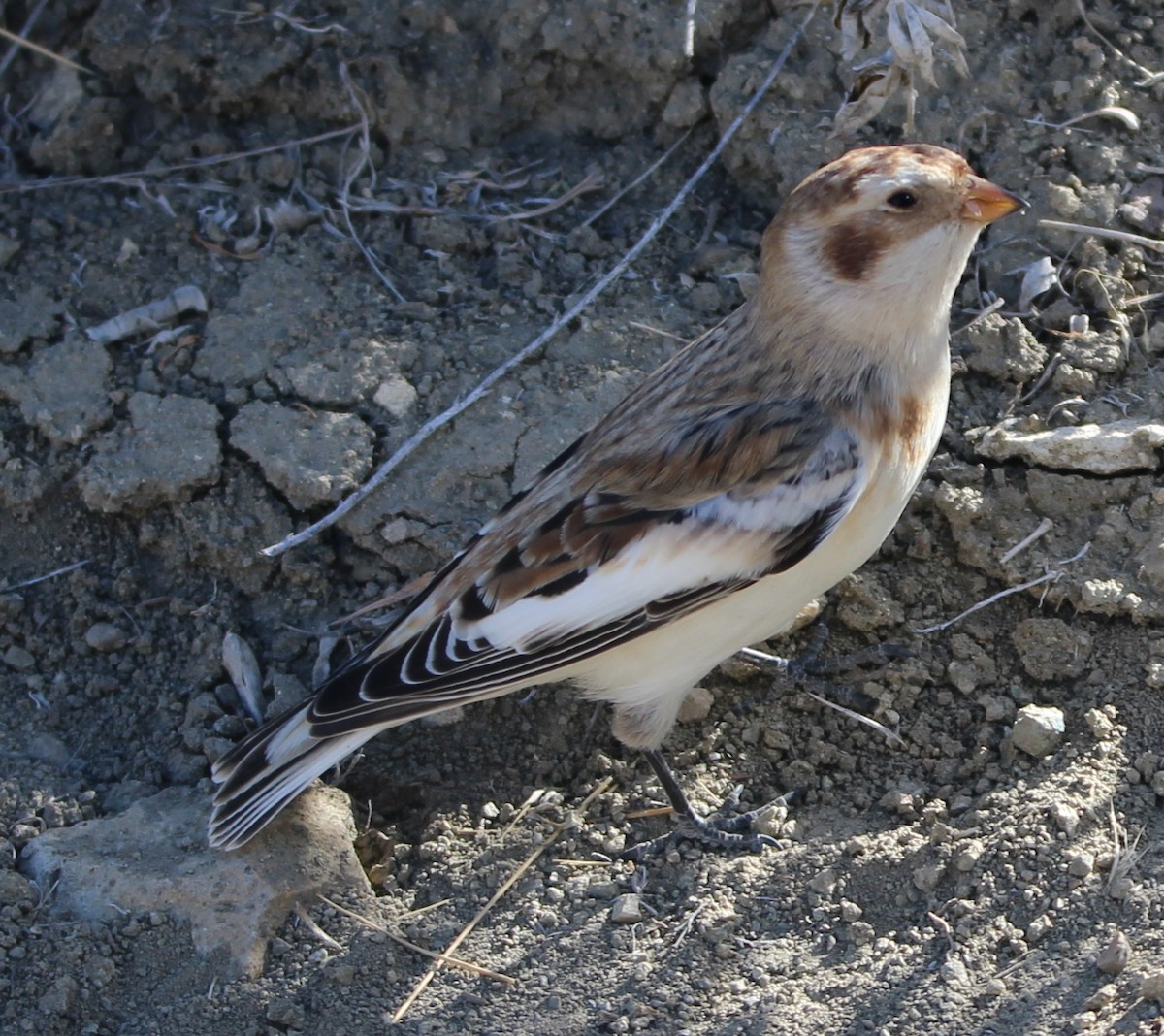 Snow Bunting - Greg & Pam Nelson