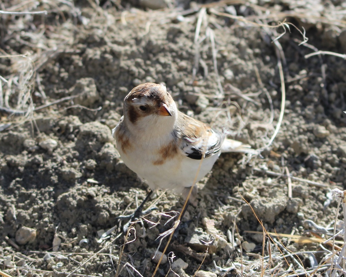 Snow Bunting - Greg & Pam Nelson