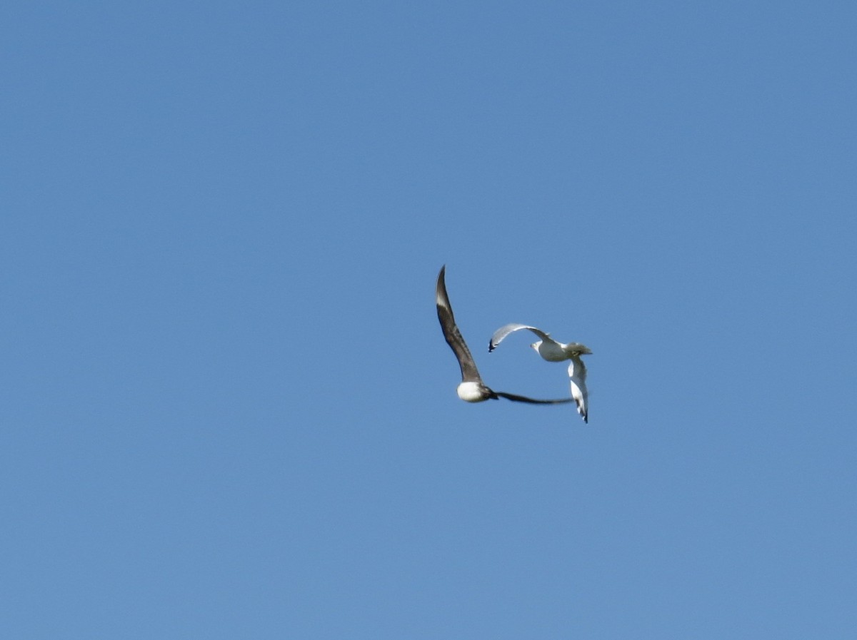 Parasitic Jaeger - Asher  Warkentin