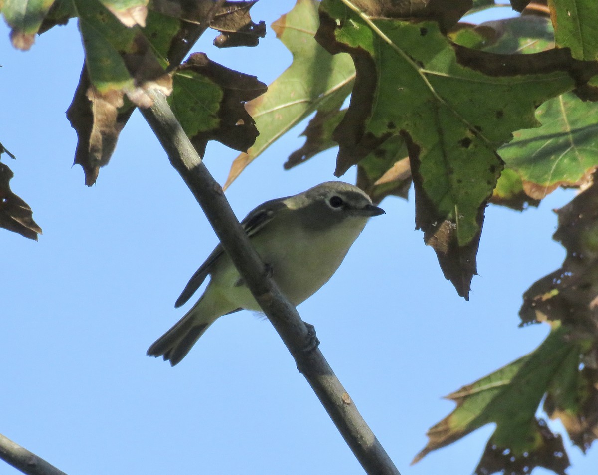 Blue-headed Vireo - ML277851071