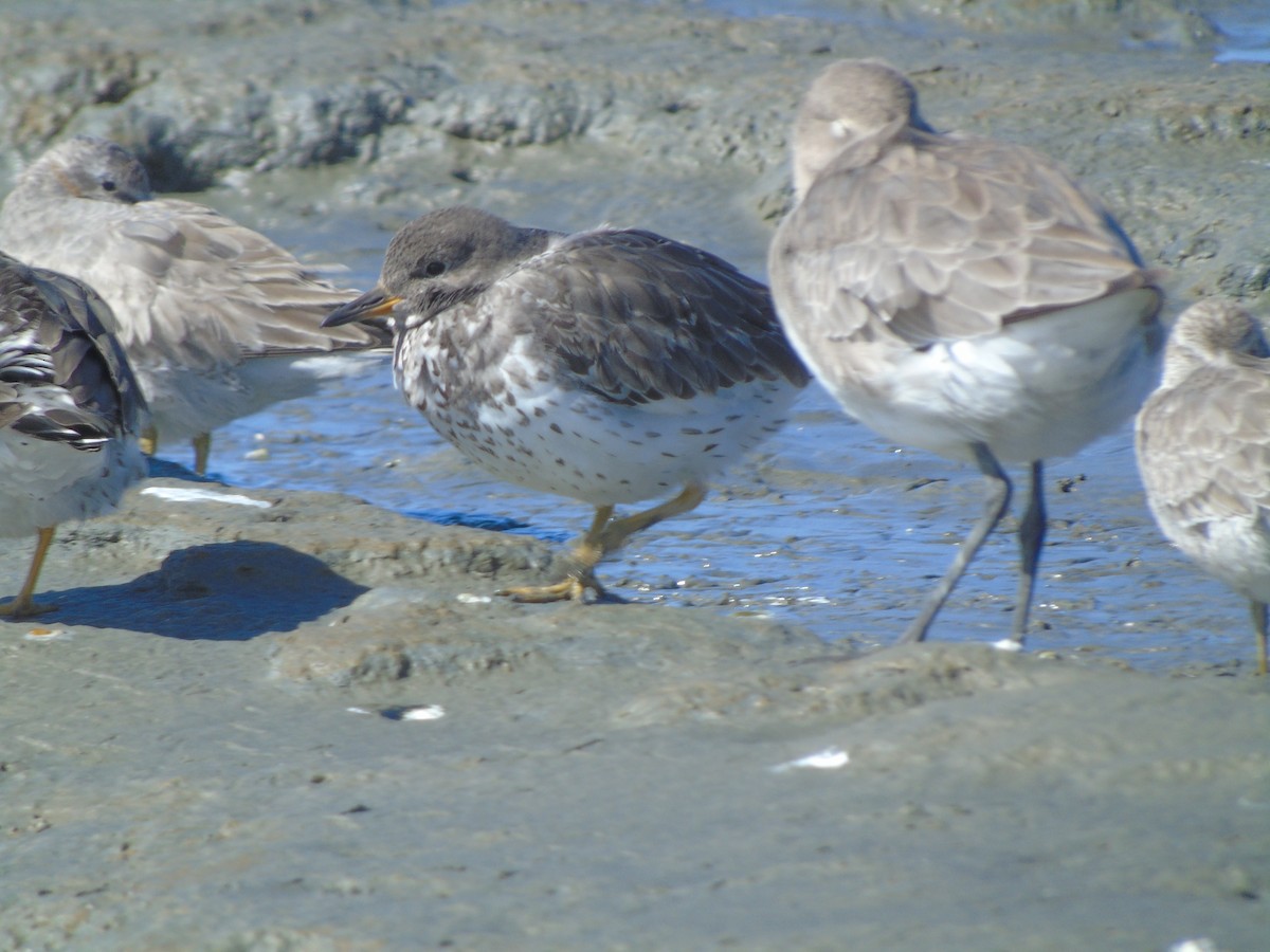 Surfbird - ML277852611