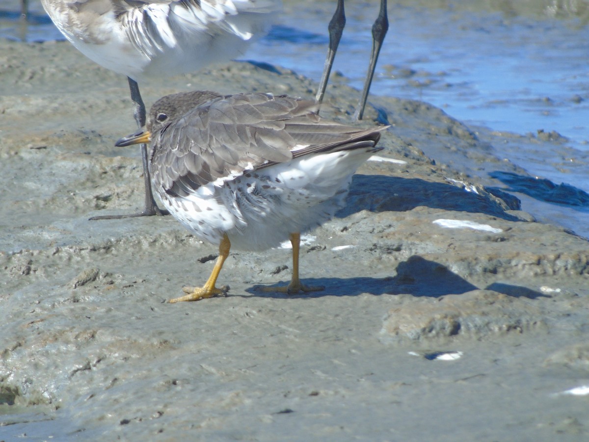 Surfbird - ML277852641