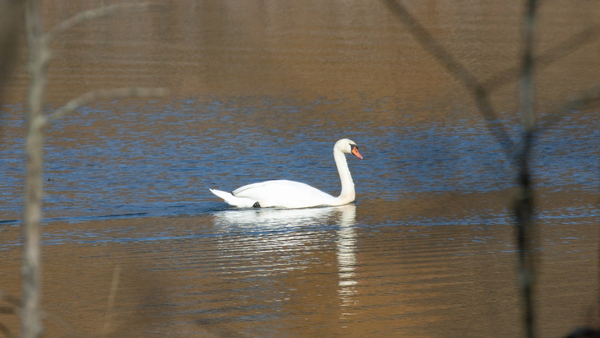 Хуруут хун - ML277853941