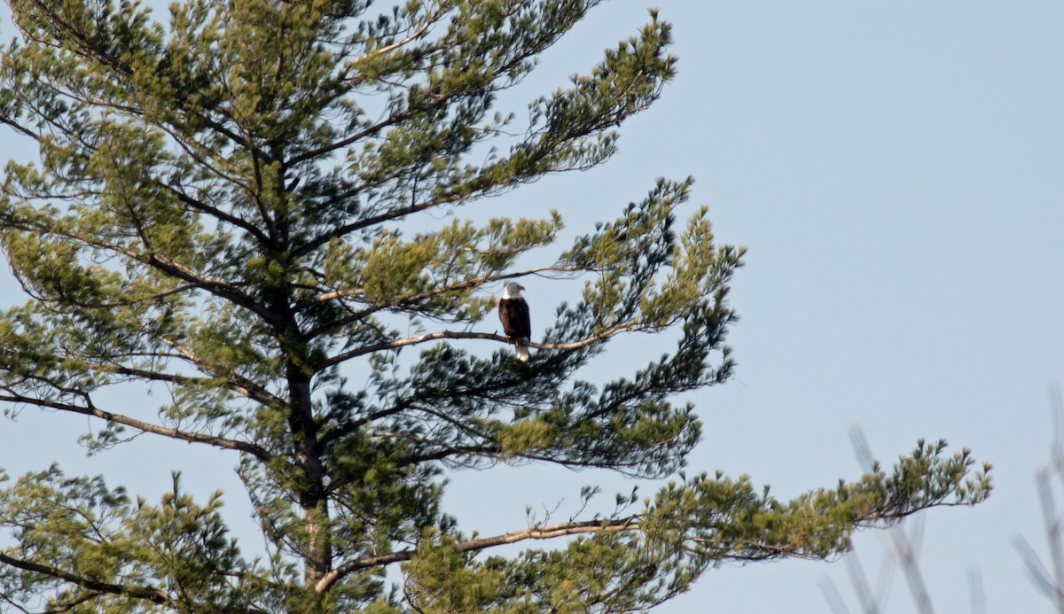 Bald Eagle - ML277854231