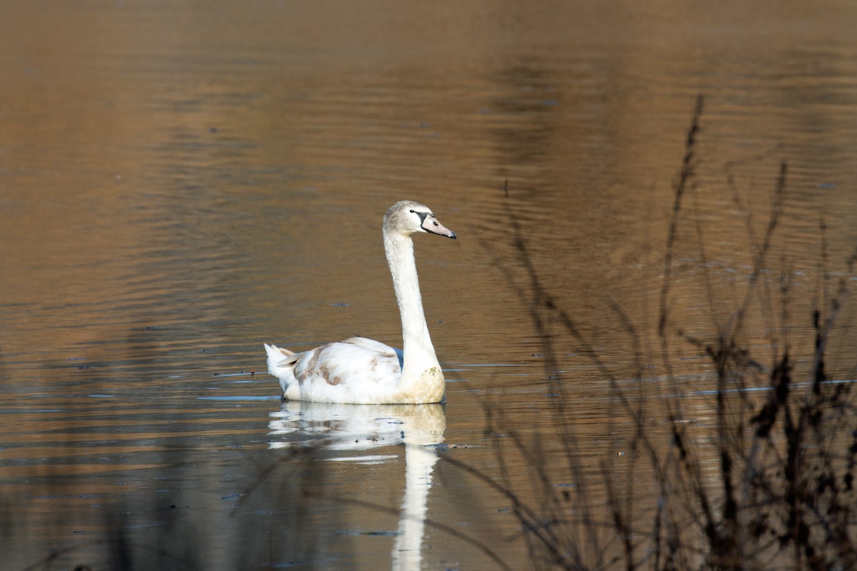 Хуруут хун - ML277854281