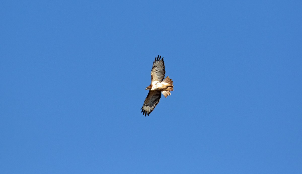 Red-tailed Hawk - ML277854361