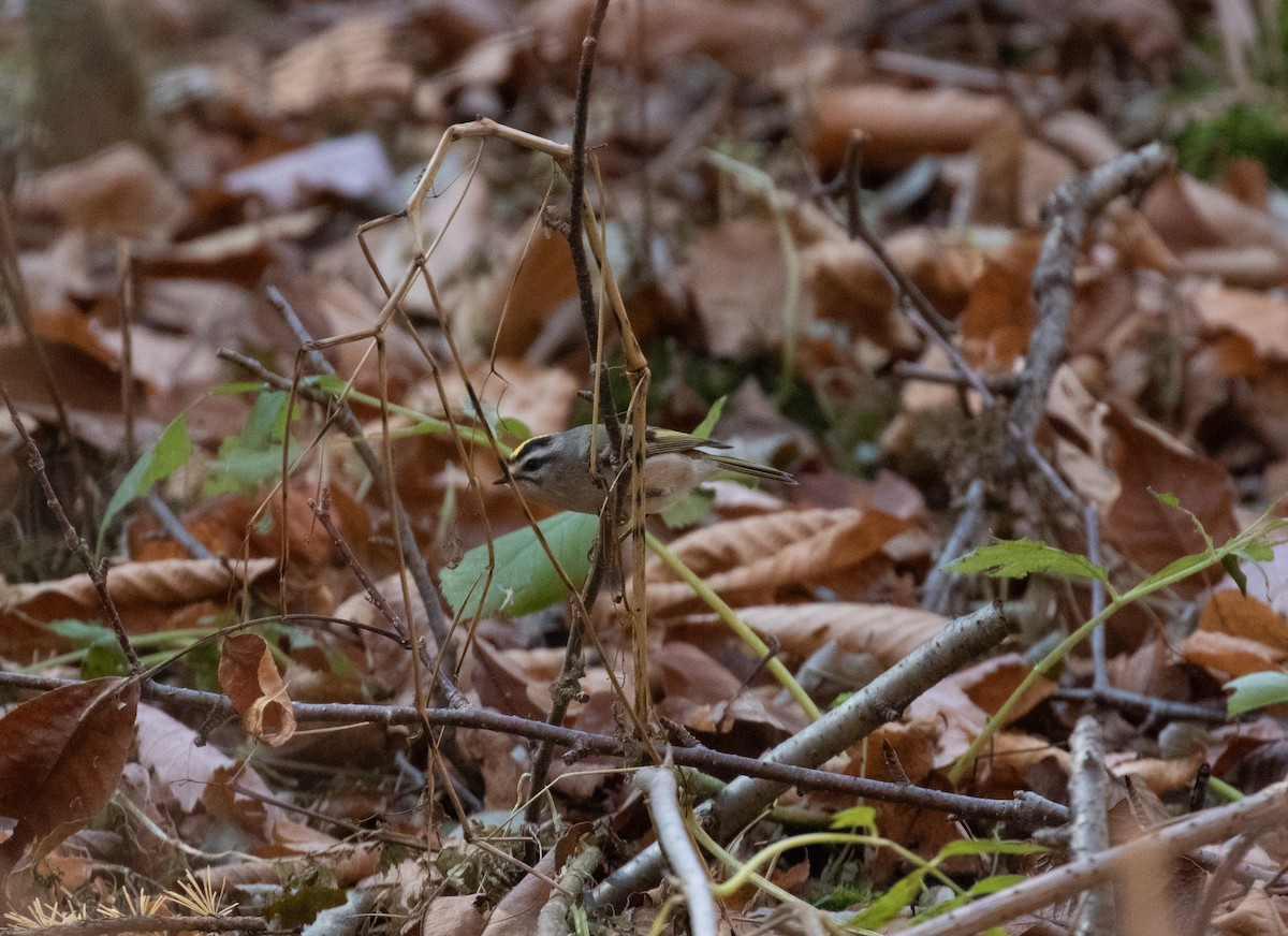 Golden-crowned Kinglet - ML277854401
