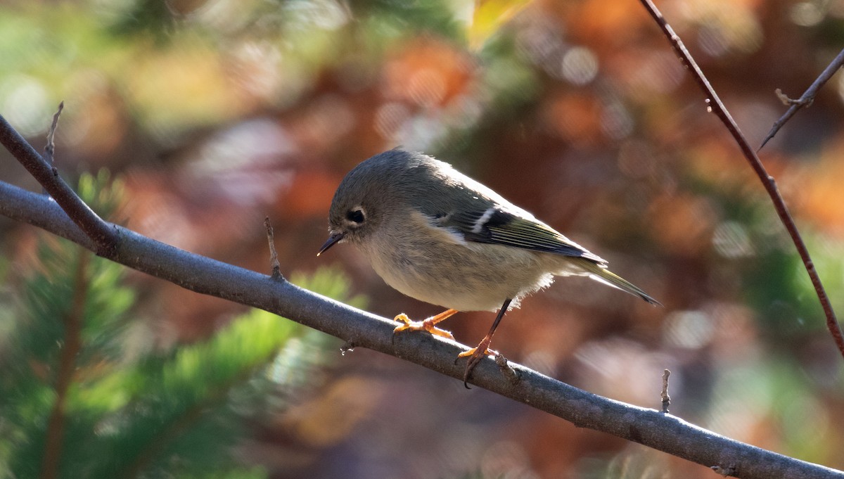 Ruby-crowned Kinglet - ML277854771