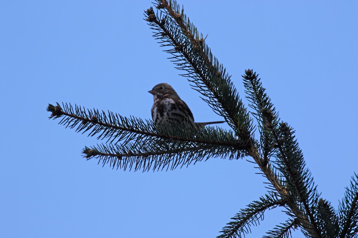 Fox Sparrow - ML277855001