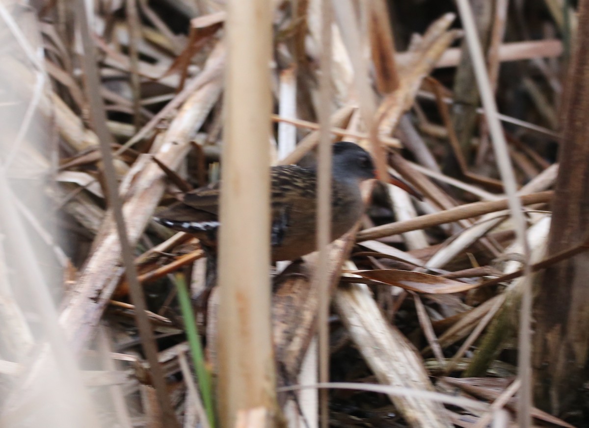 Virginia Rail - ML27785961