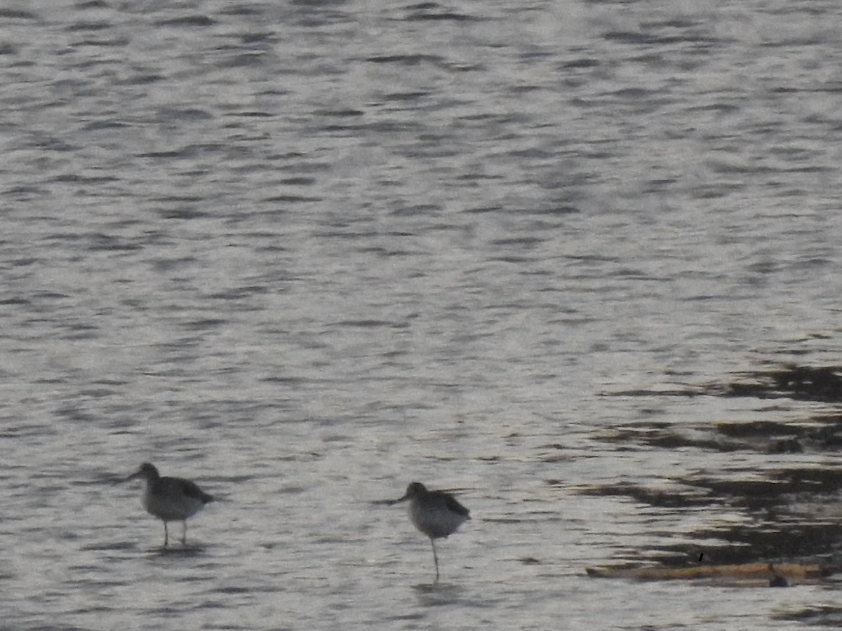 Greater Yellowlegs - ML277861131