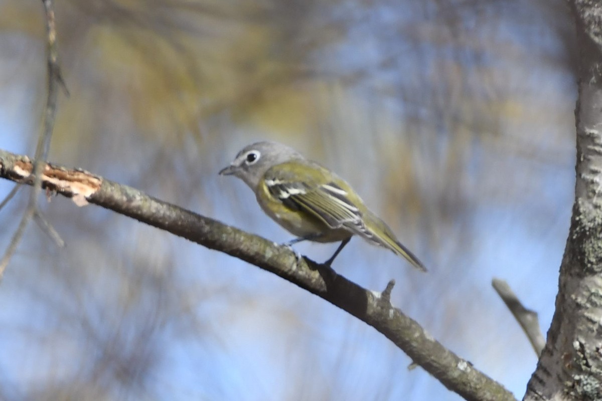 Blue-headed Vireo - Tim Metcalf