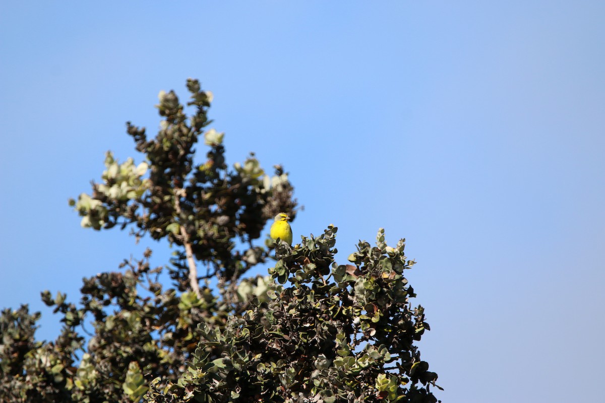 Yellow-fronted Canary - ML277861491