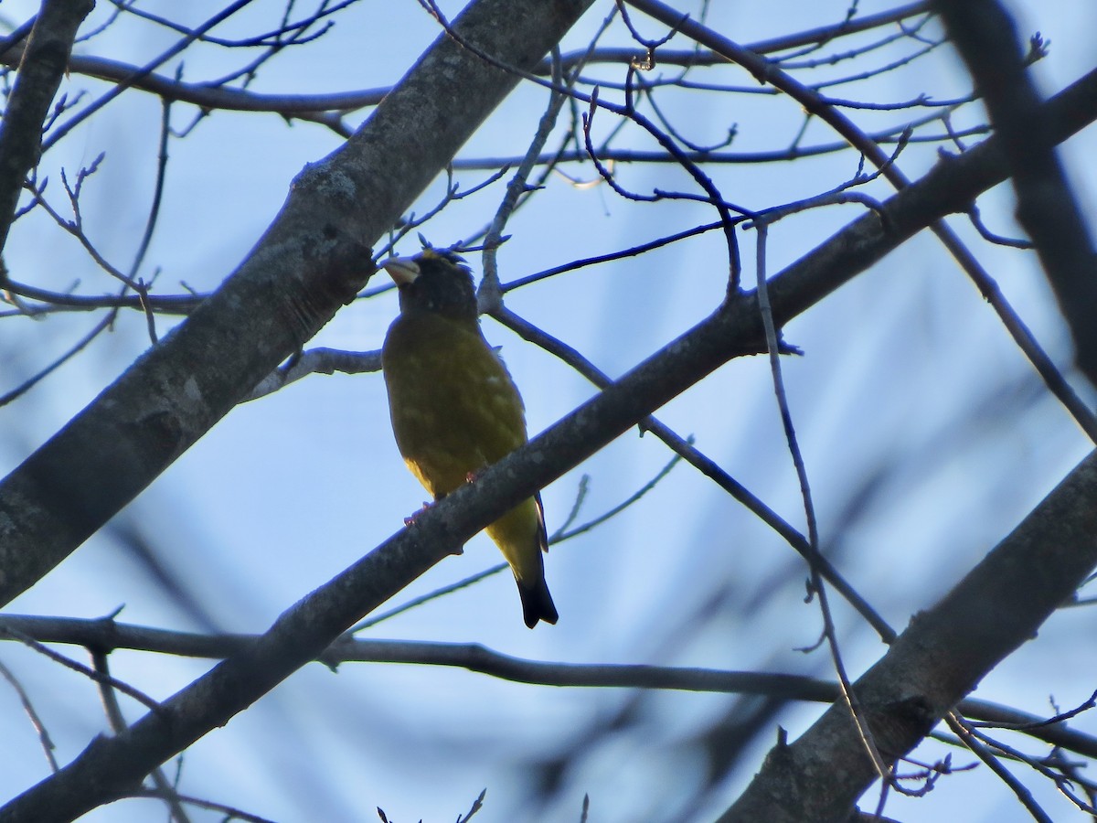 Evening Grosbeak - Marjorie Watson