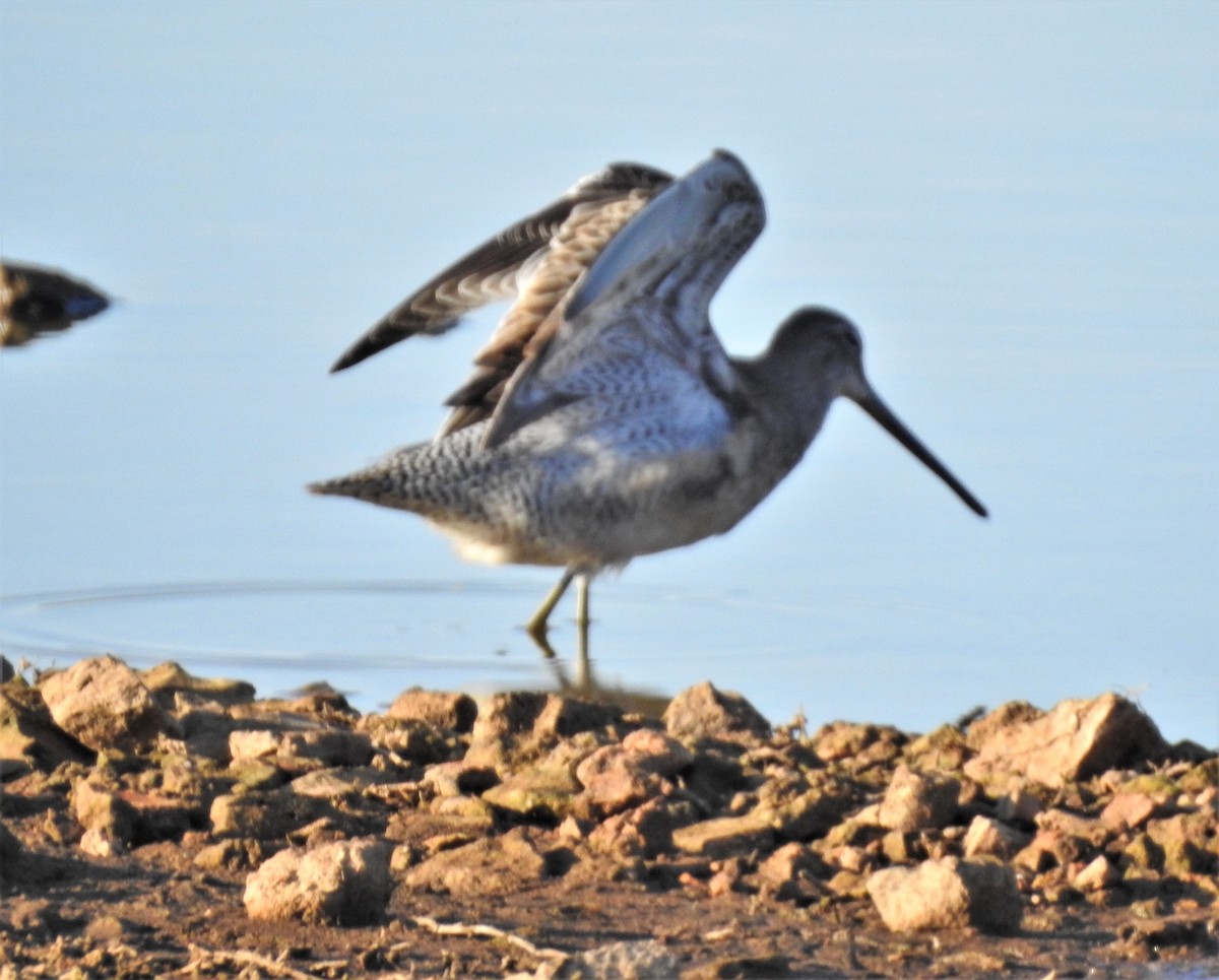 langnebbekkasinsnipe - ML277861981