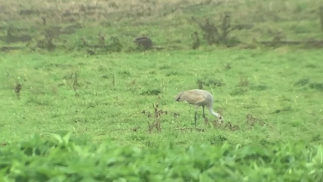 Sandhill Crane - ML277862561