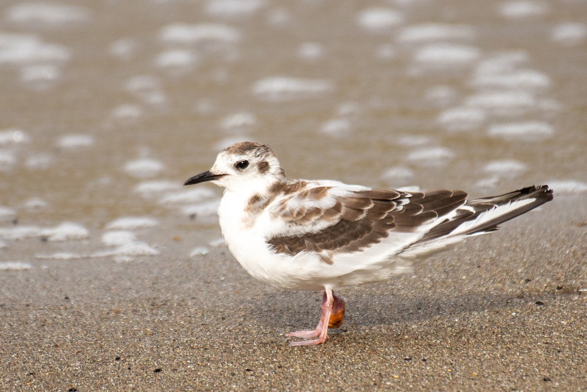 Little Gull - Herb Elliott