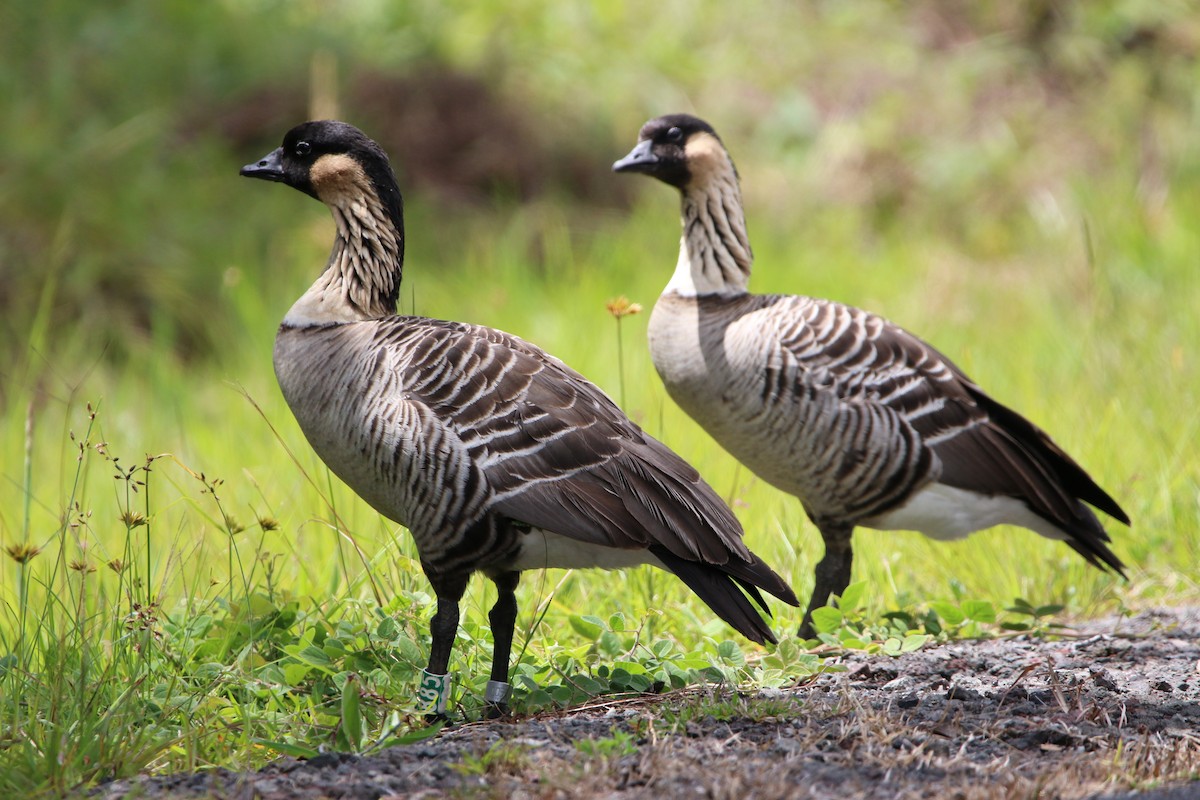 Hawaiian Goose - ML277864391