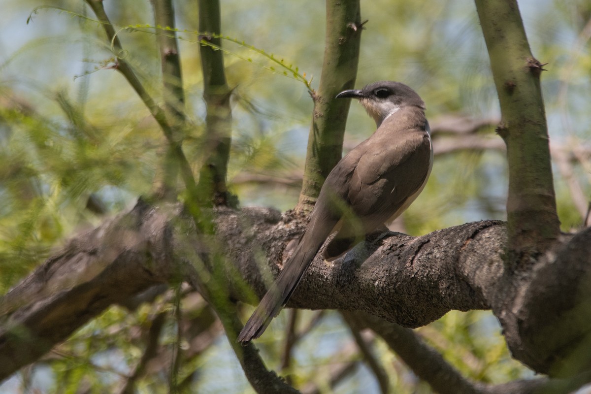 Dark-billed Cuckoo - ML277865091