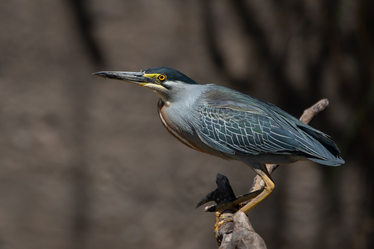 Striated Heron - ML277865251