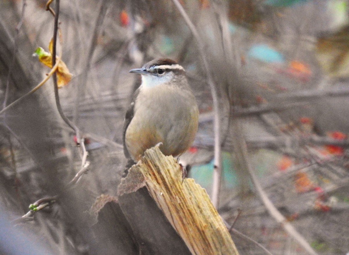 Carolina Wren - ML277866031