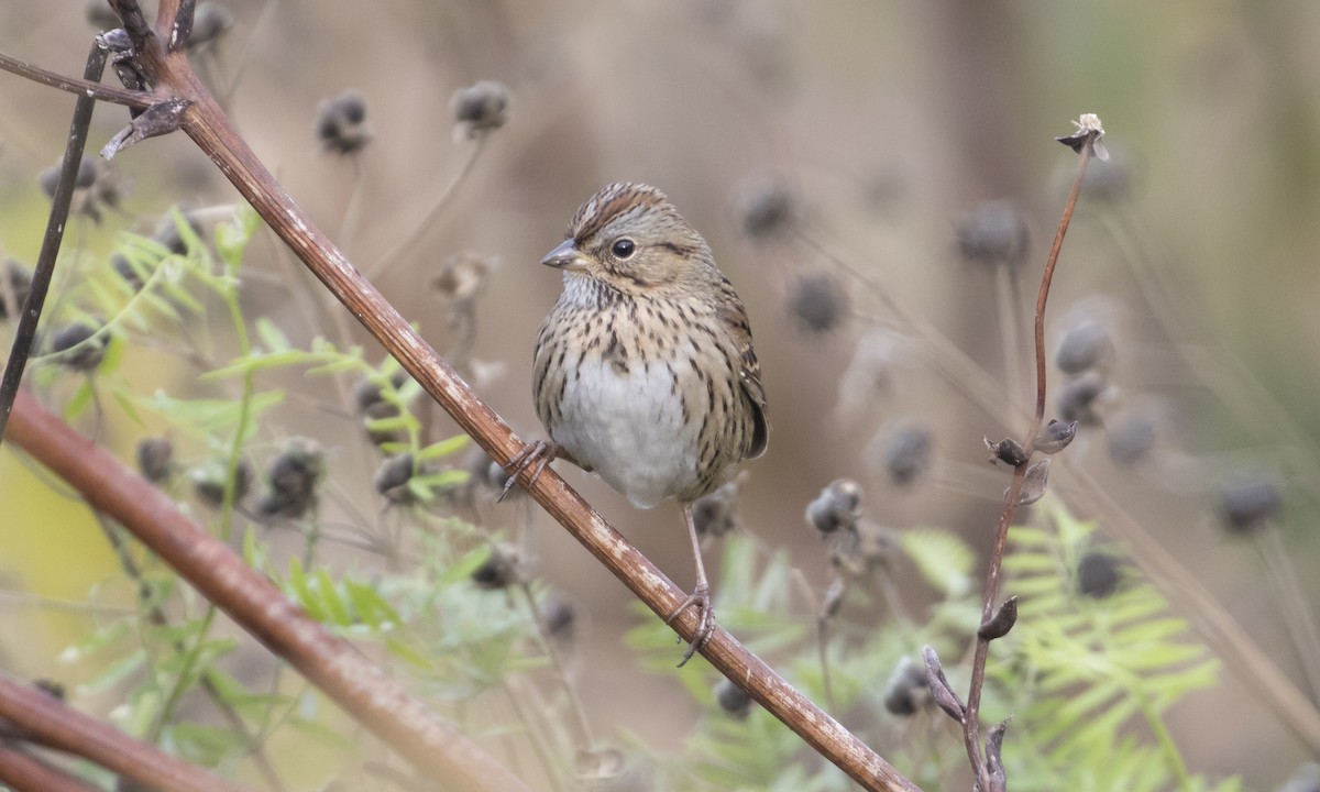 Lincoln's Sparrow - Heather Wolf