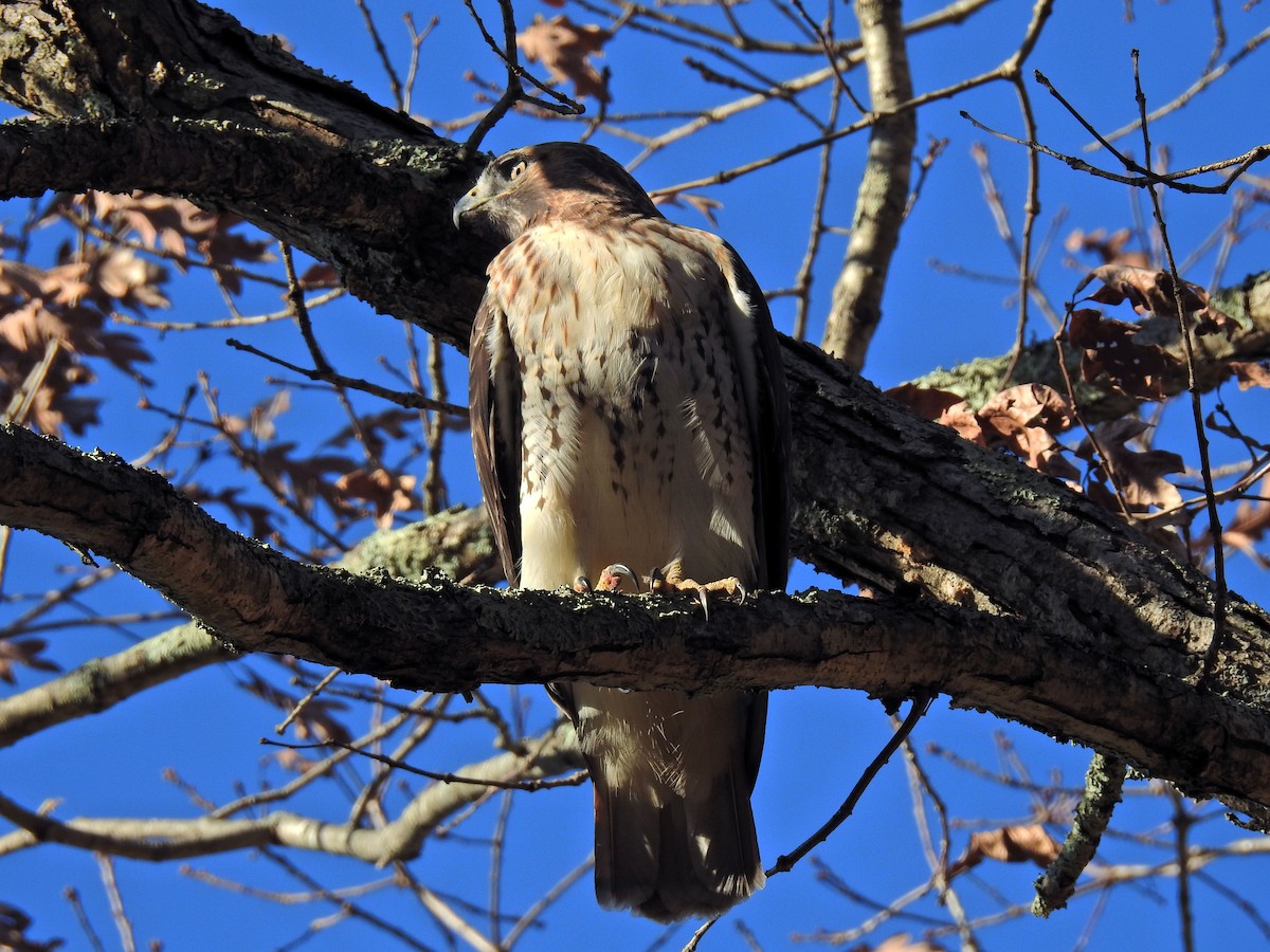 Red-tailed Hawk - Lydia Curtis