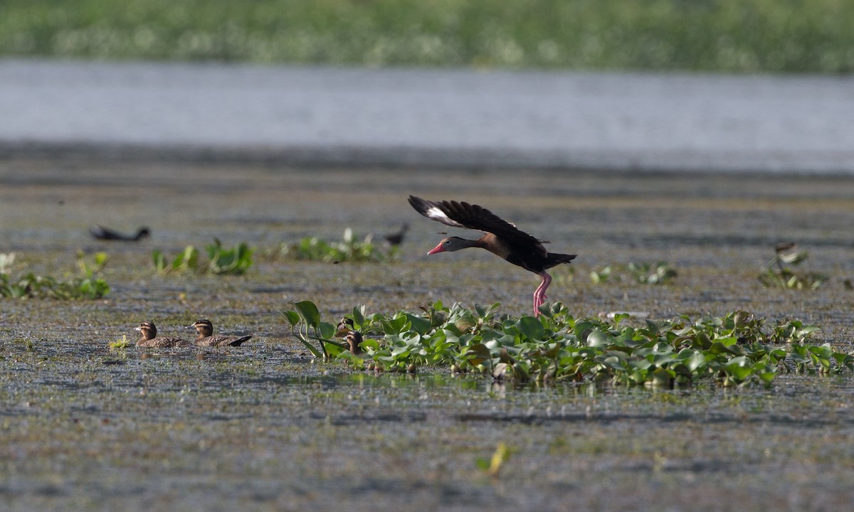 Black-bellied Whistling-Duck (autumnalis) - ML27786831