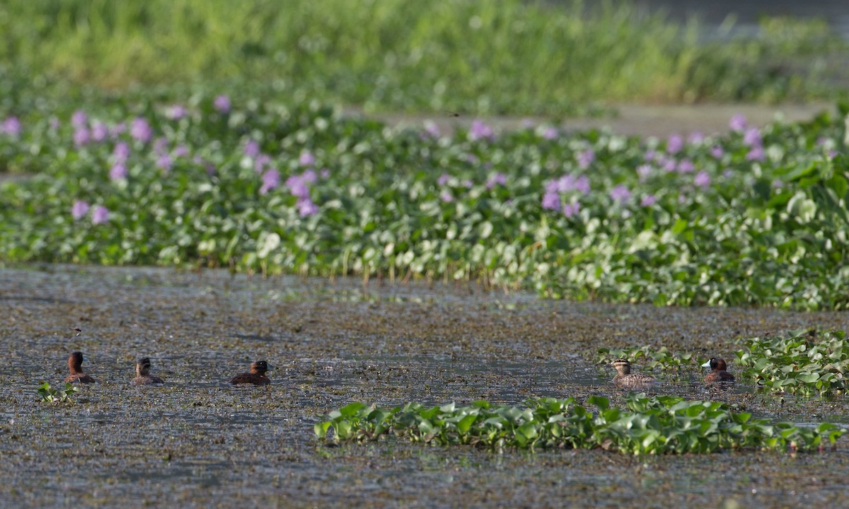 Masked Duck - ML27787011