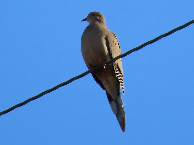 Mourning Dove - ML277870561