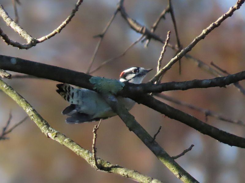 Downy Woodpecker - ML277870701