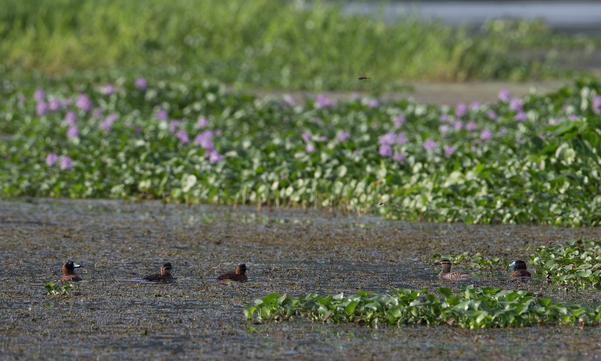 Masked Duck - ML27787081