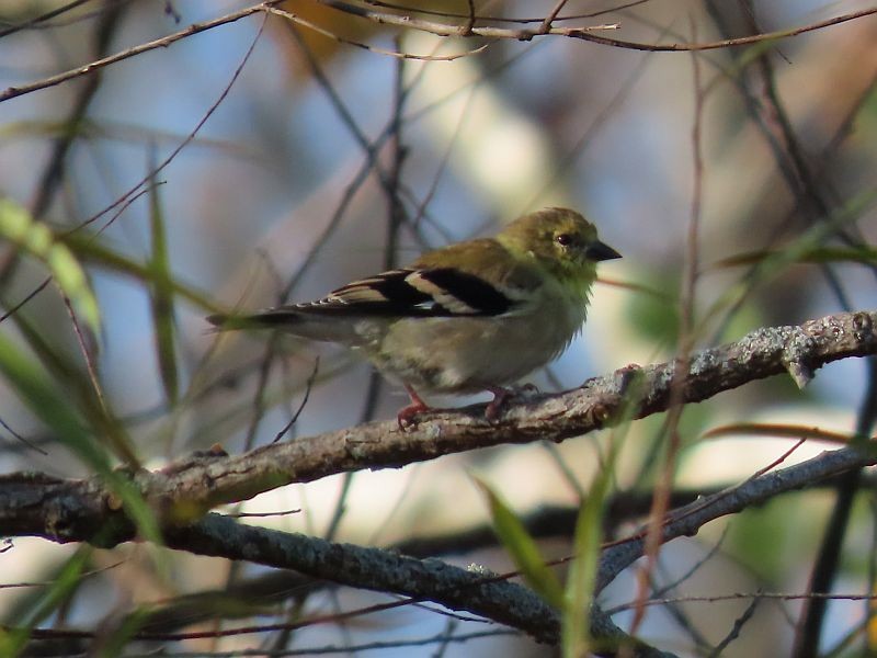 American Goldfinch - ML277870941