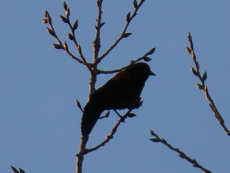 Red-winged Blackbird - ML277871181