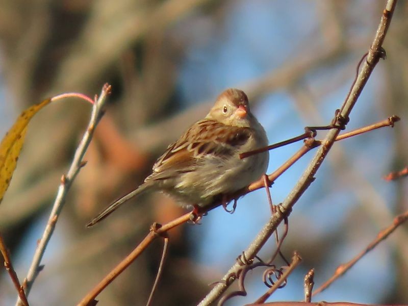 Field Sparrow - ML277871421