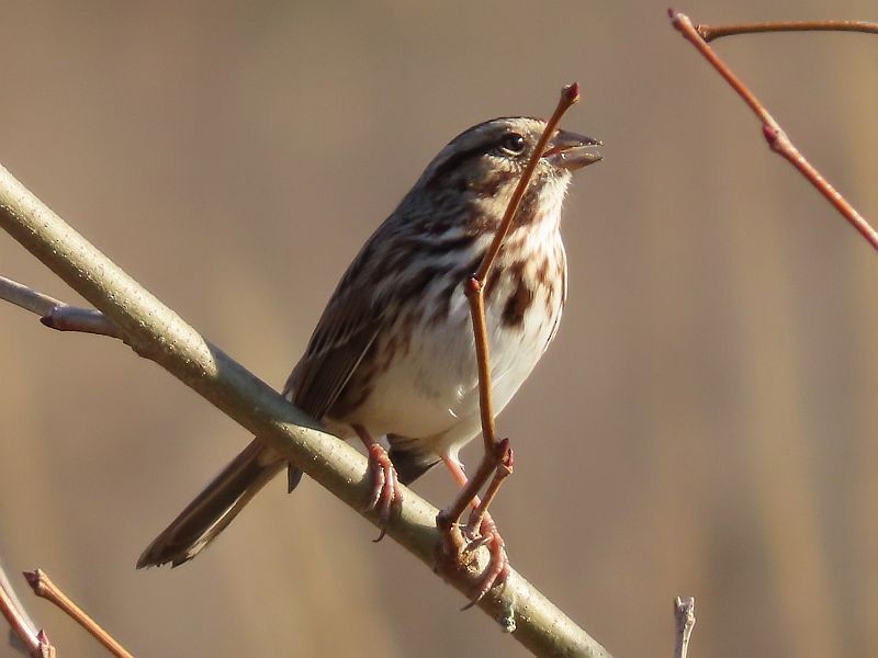 Song Sparrow - ML277871681