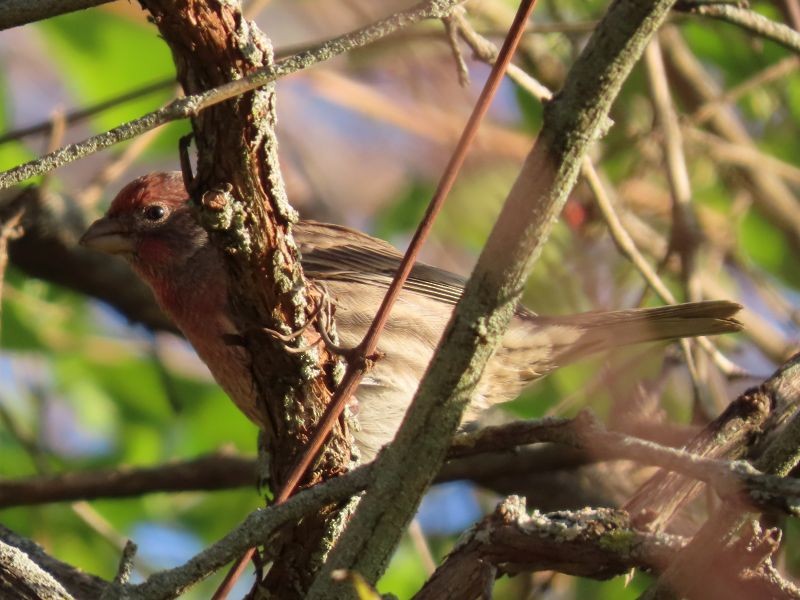House Finch - ML277872091