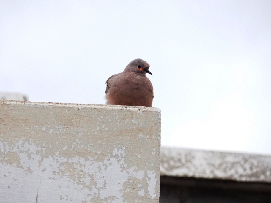 Black-winged Ground Dove - ML27787231